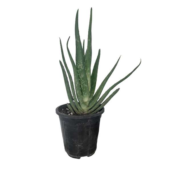 گیاه طبیعی آلوئه ورا کد G10 گیاه طبیعی آلوئه ورا کد G10