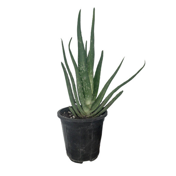 گیاه طبیعی آلوئه ورا کد G10 گیاه طبیعی آلوئه ورا کد G10