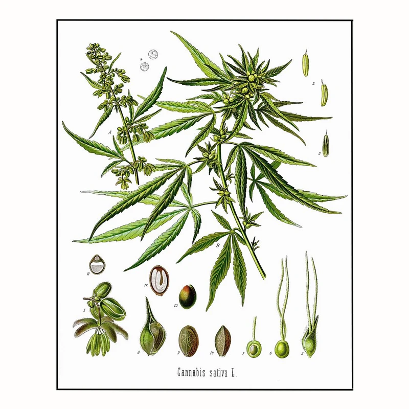 پوستر مدل آدولف میلو -زیست‌شناسی دریا  