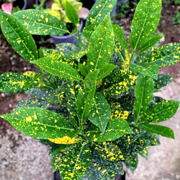 گیاه طبیعی کروتون آکوبا تافکو مدل شمشاد ژاپنی کد 2x