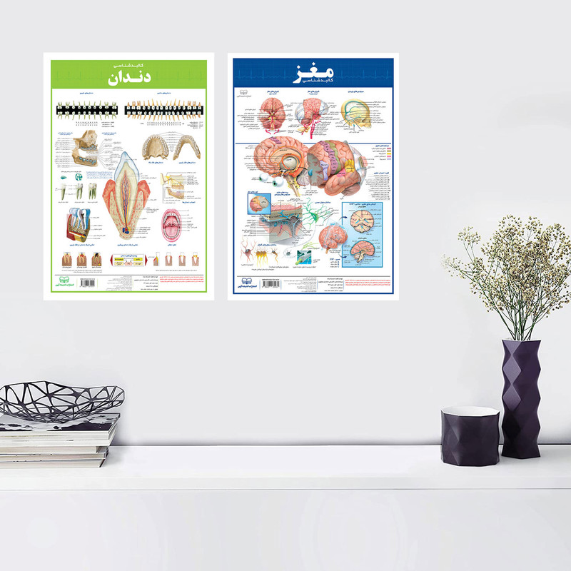 پوستر آموزشی انتشارات اندیشه کهن مدل کالبدشناسی دندان و مغز مجموعه 2 عددی