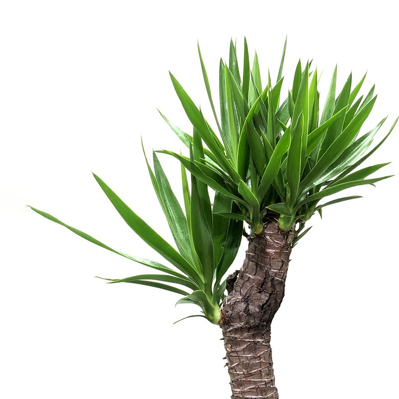 گیاه طبیعی یوکا گلیتال مدل GTL110