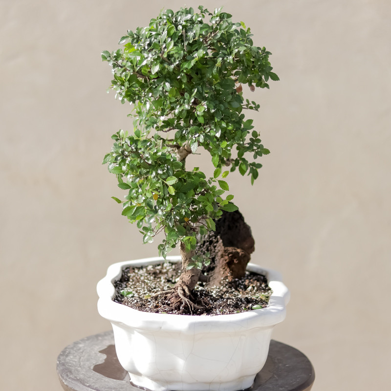 گیاه طبیعی بونسای نارون مدل elm-s گیاه طبیعی بونسای نارون مدل elm-s