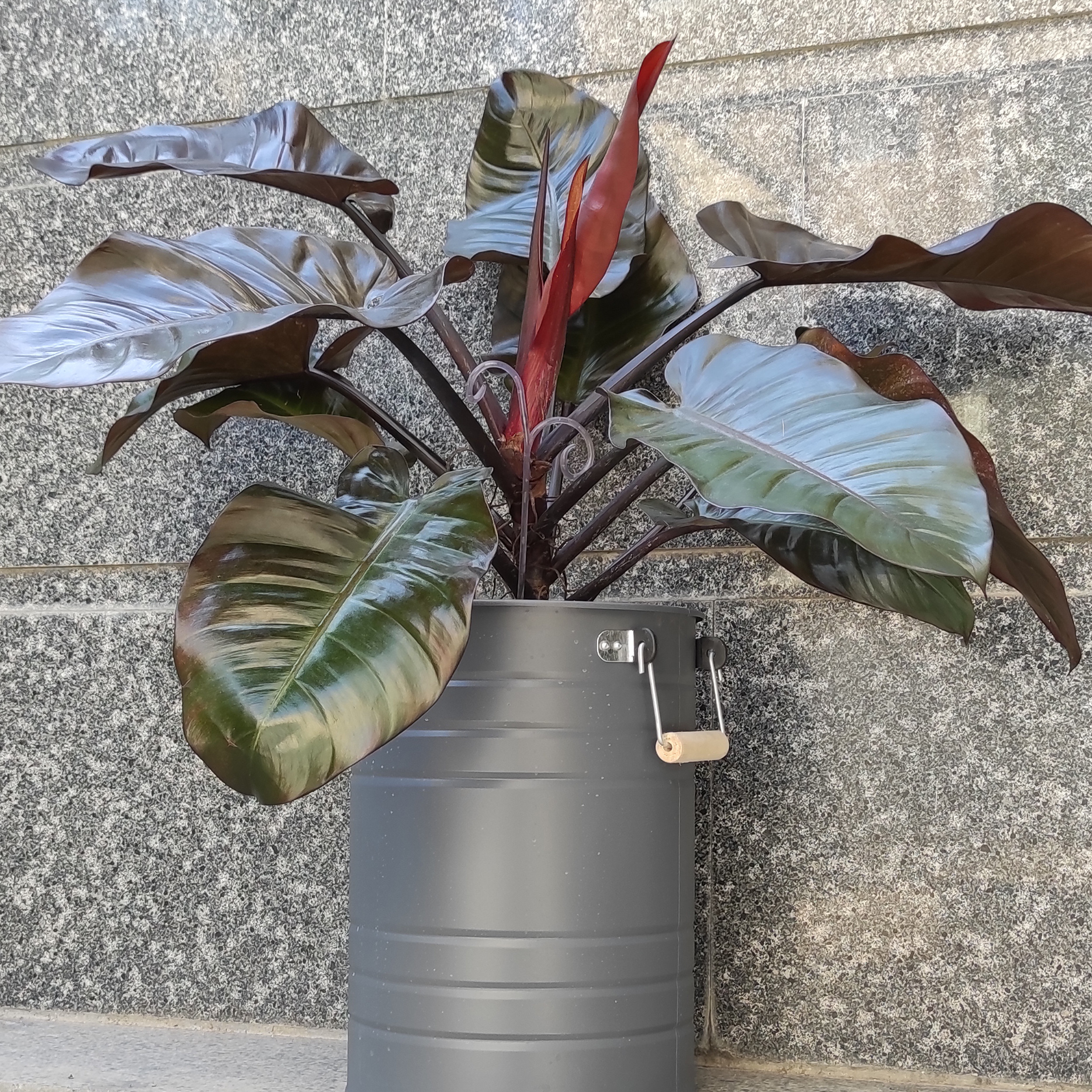 گیاه طبیعی فیلودندرون کاردینال کد C1 گیاه طبیعی فیلودندرون کاردینال کد C1