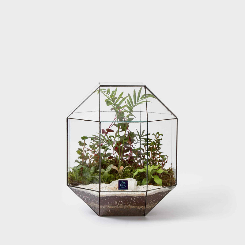 گیاه طبیعی تراریوم سل تراریوم مدل سینورا