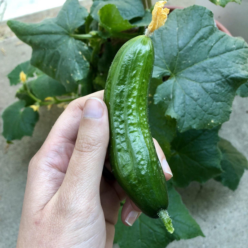بذر خیار بوته ای سانیا سید مدل S21