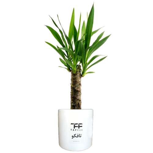 گیاه طبیعی یوکا تافکو مدل y1