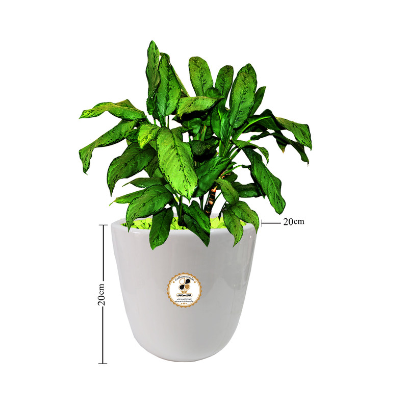 گیاه طبیعی آگلونما سبز شرکت گلباران سبز گیلان مدل GN13-9M