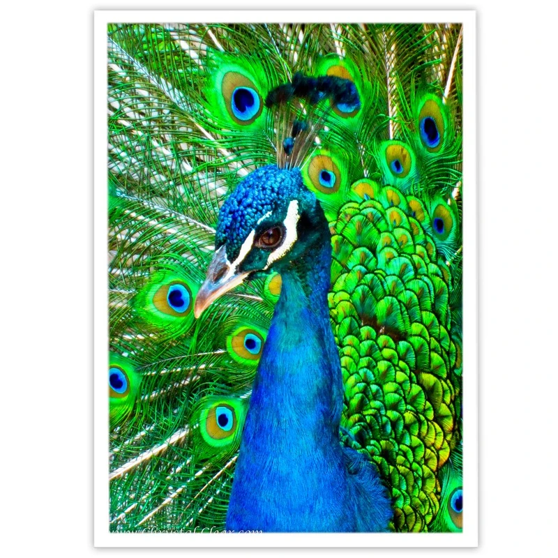 تابلو بکلیت طرح پرندگان طاووس مدل W-10335