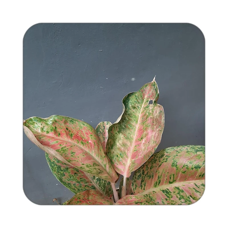 زیر لیوانی کاکتی طرح گل مدل mp17981