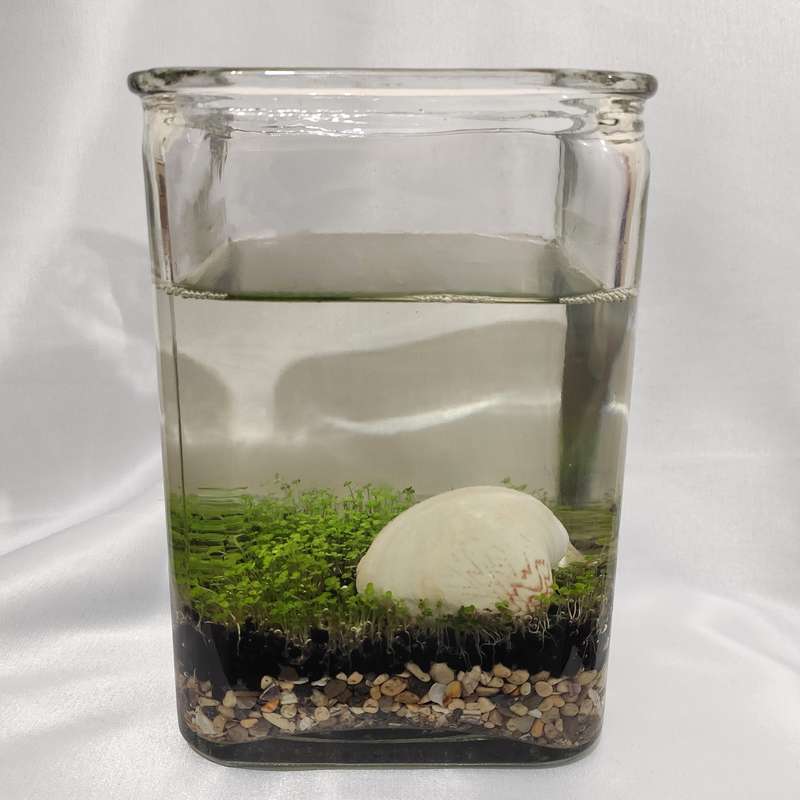 ویواریوم گیاه طبیعی کد viv-w103