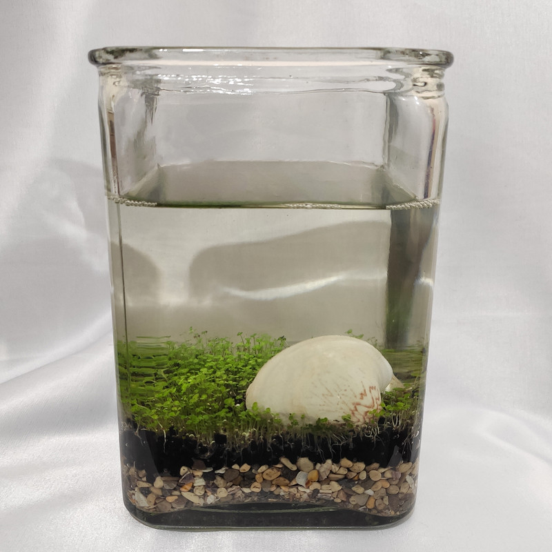 ویواریوم گیاه طبیعی کد viv-w103