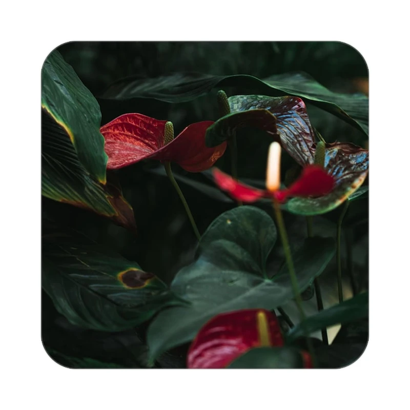 زیر لیوانی کاکتی طرح گل مدل mp18590