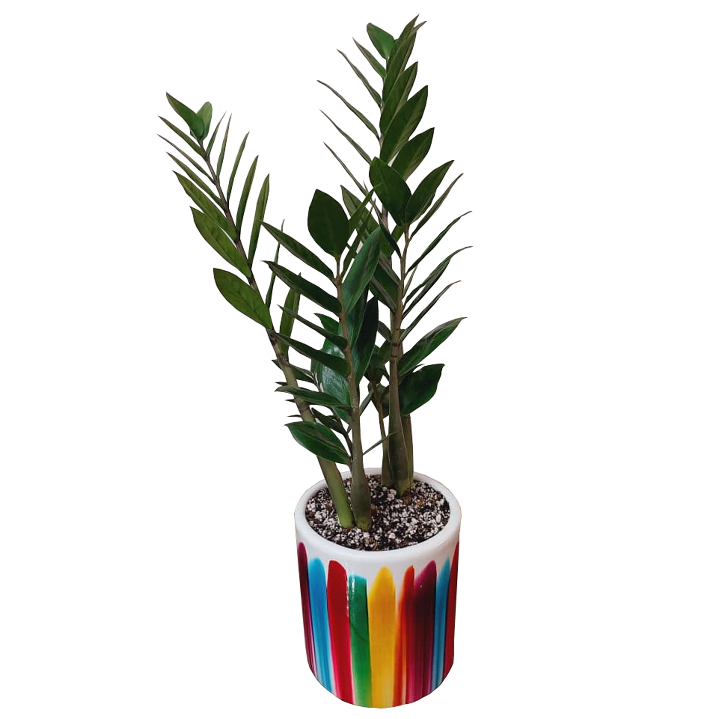 گیاه طبیعی زامیفولیا سبز کد 02 گیاه طبیعی زامیفولیا سبز کد 02