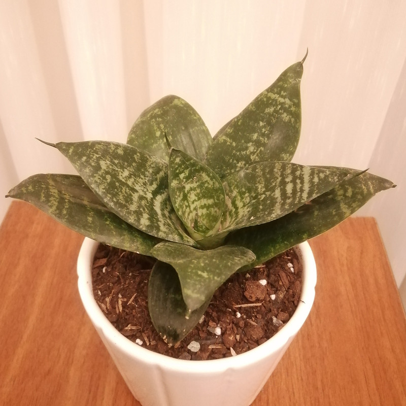 گیاه طبیعی سانسوریا پاکوتاه کد pg_04