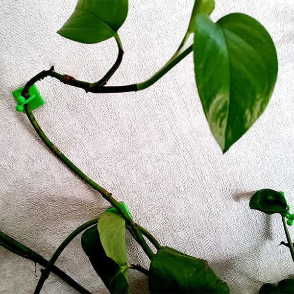 نگهدارنده گیاه مدل پتوس ساده بسته 50 عددی