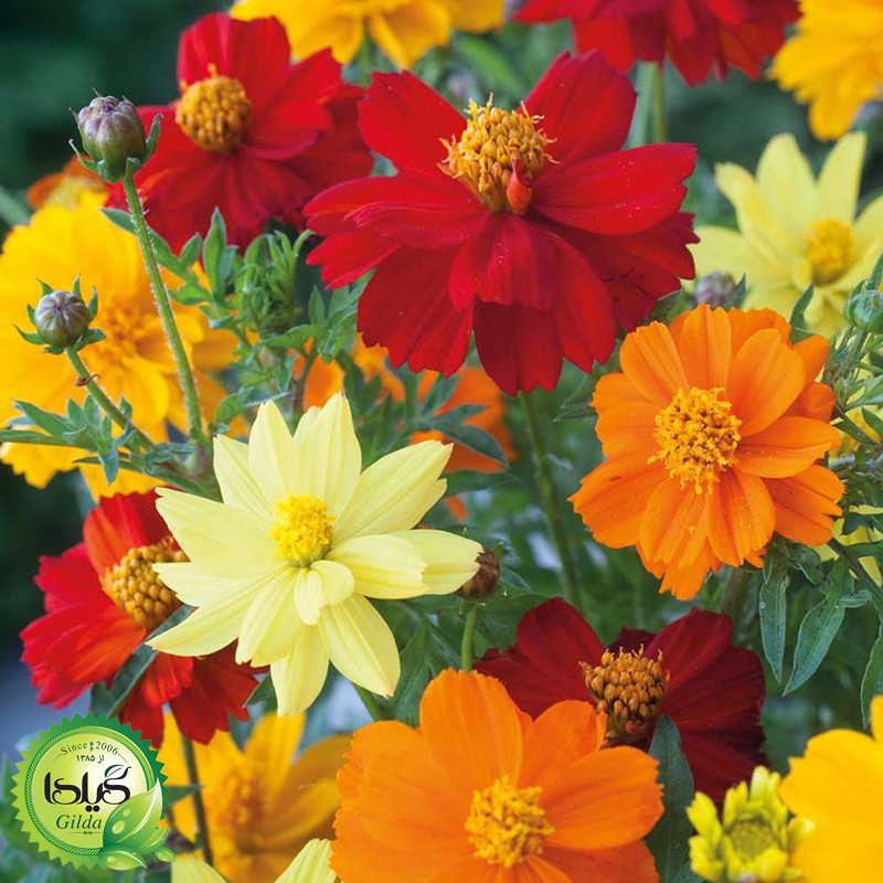 بذر ستاره ای الوان گیلدا کد 836