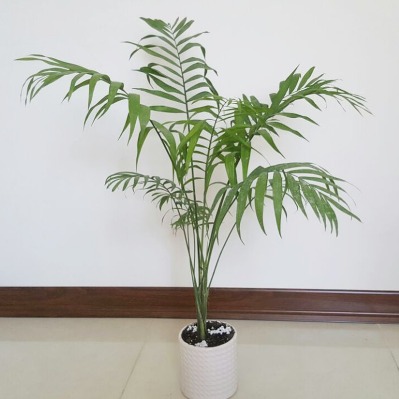 نخل زینتی شامادورا مدل مکزیکی نخل زینتی شامادورا مدل مکزیکی