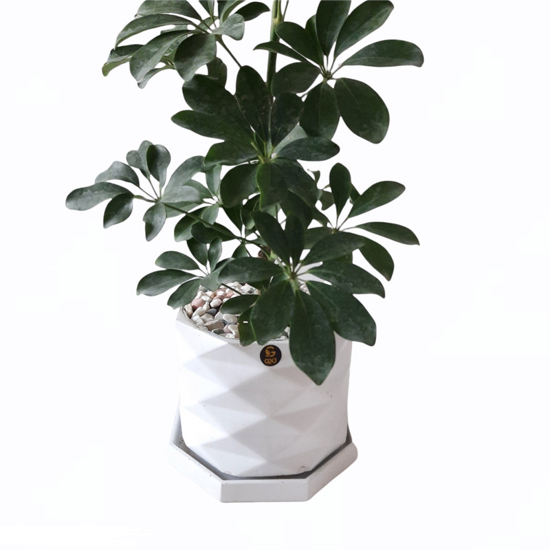 گیاه طبیعی شفلرا کد AS گیاه طبیعی شفلرا کد AS