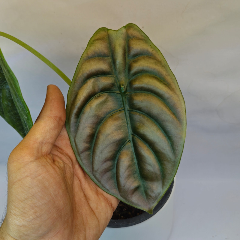 گیاه طبیعی آلوکازیا رد سکرت مدل 05