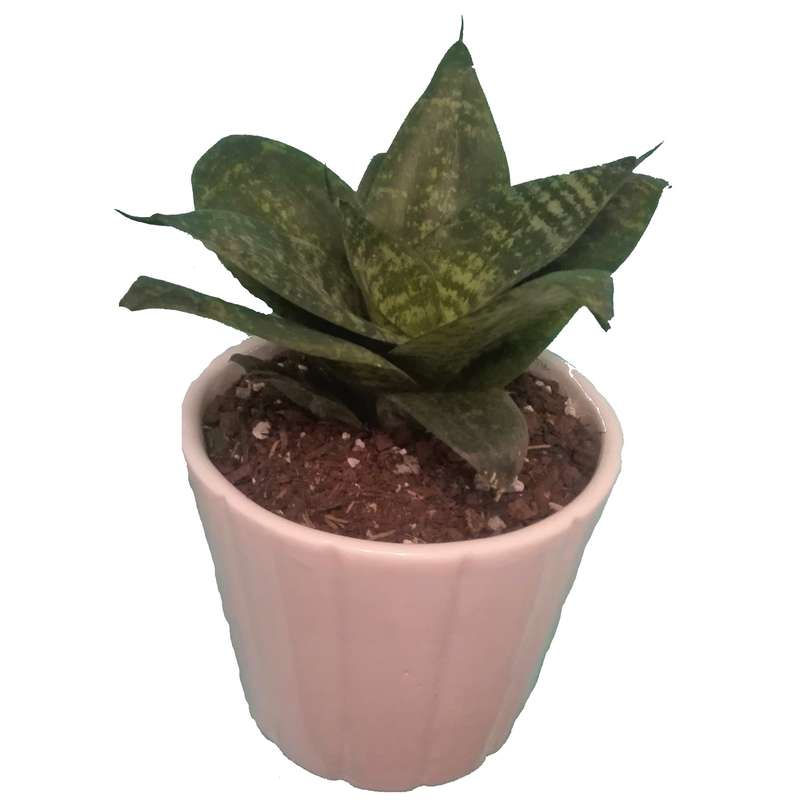 گیاه طبیعی سانسوریا پاکوتاه کد pg_04