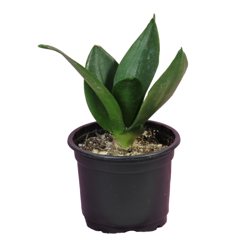 گیاه طبیعی سانسوریا کد AS-12 مجموعه 2 عددی گیاه طبیعی سانسوریا کد AS-12 مجموعه 2 عددی