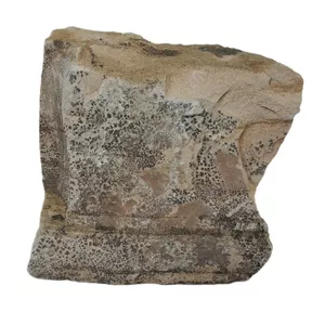 سنگ راف شجر مدل فسیلی کد 135