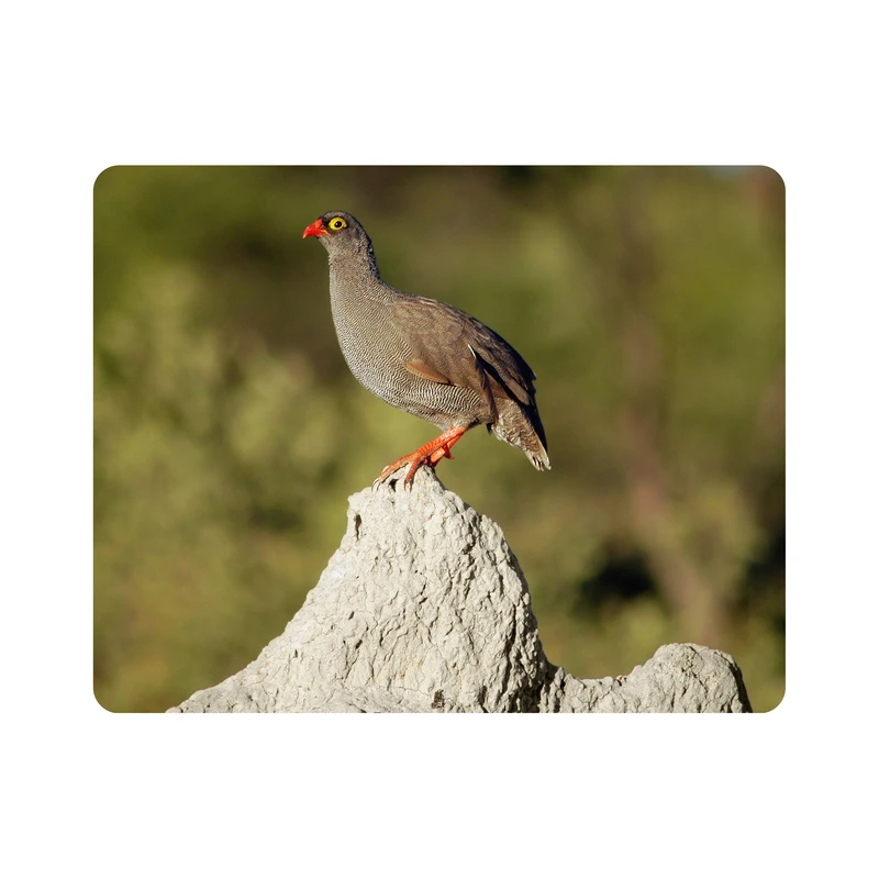 ماوس پد اطلس آبی طرح پرنده مدل T2013