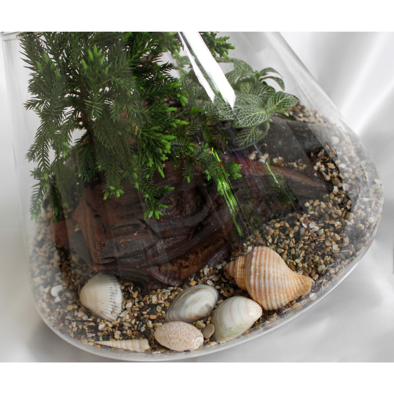 تراریوم گیاه طبیعی کد MS-3113 تراریوم گیاه طبیعی کد MS-3113