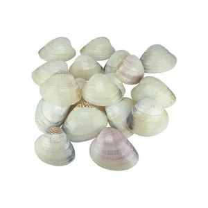 صدف تزیینی آکواریوم مدل Z10 وزن 100گرم