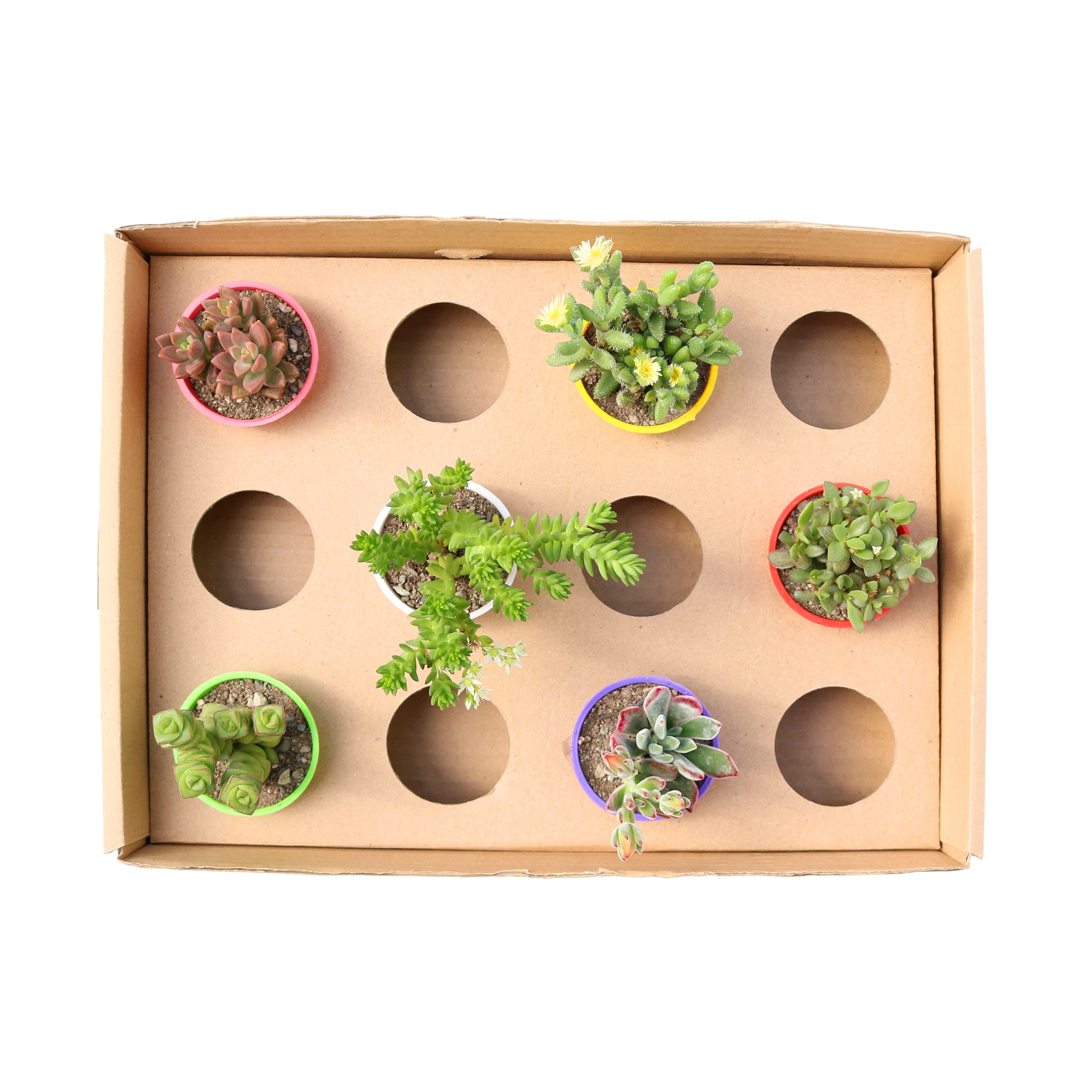 گیاه طبیعی ساکولنت آیدین کاکتوس کد CB-016 مجموعه 6 عددی گیاه طبیعی ساکولنت آیدین کاکتوس کد CB-016 مجموعه 6 عددی