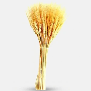 گل خشک مدل خوشه گندم بسته ۴۰ عددی