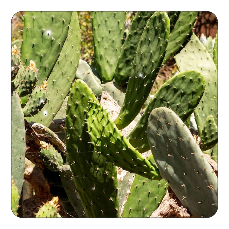 مگنت کاکتی طرح گل مدل mp16631