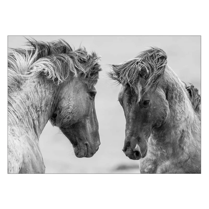 تابلوی ونسونی طرح Gray Horses سایز 30x40