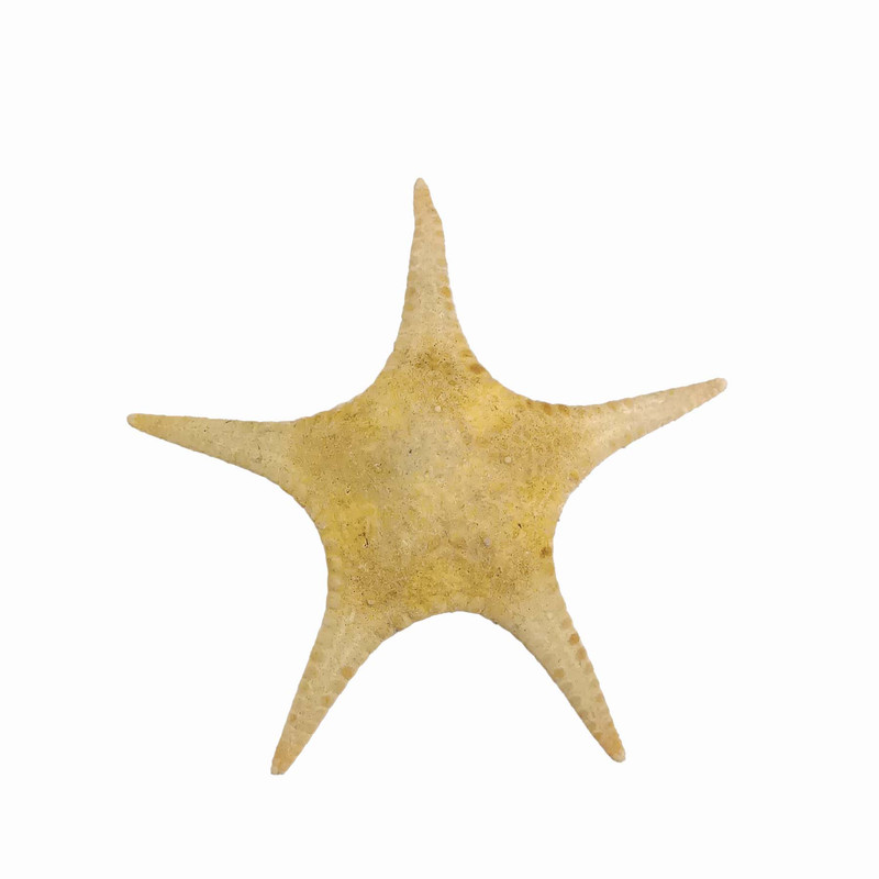 ستاره دریایی تزیینی مدل t13