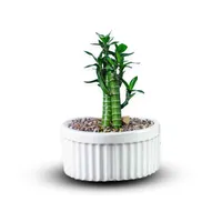 گیاه طبیعی بامبو لوتوس کد&nbsp;03