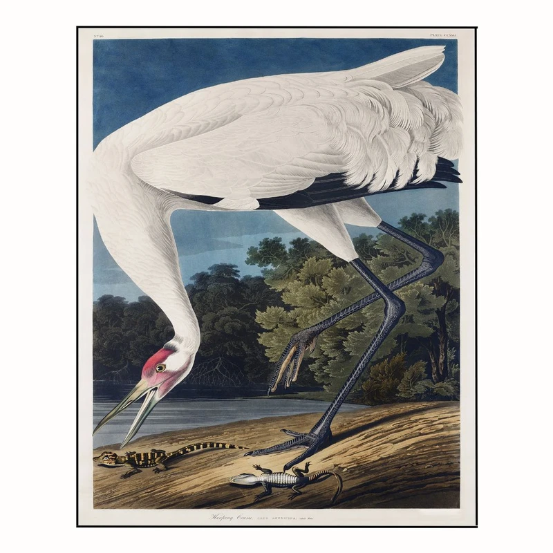 پوستر مدل چاپ قرقاول