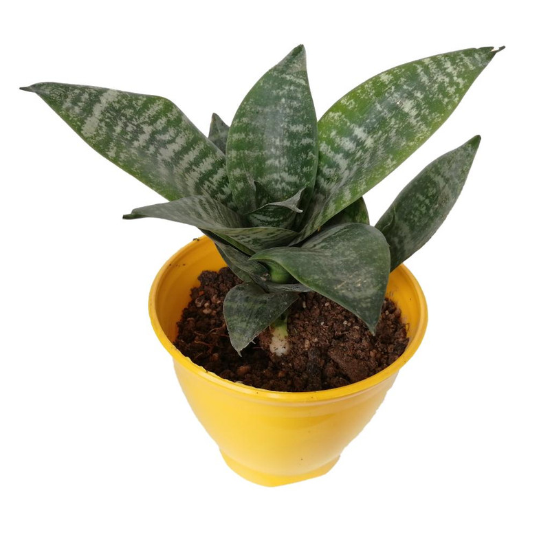 گیاه طبیعی سانسوریا پاکوتاه کد np03 گیاه طبیعی سانسوریا پاکوتاه کد np03