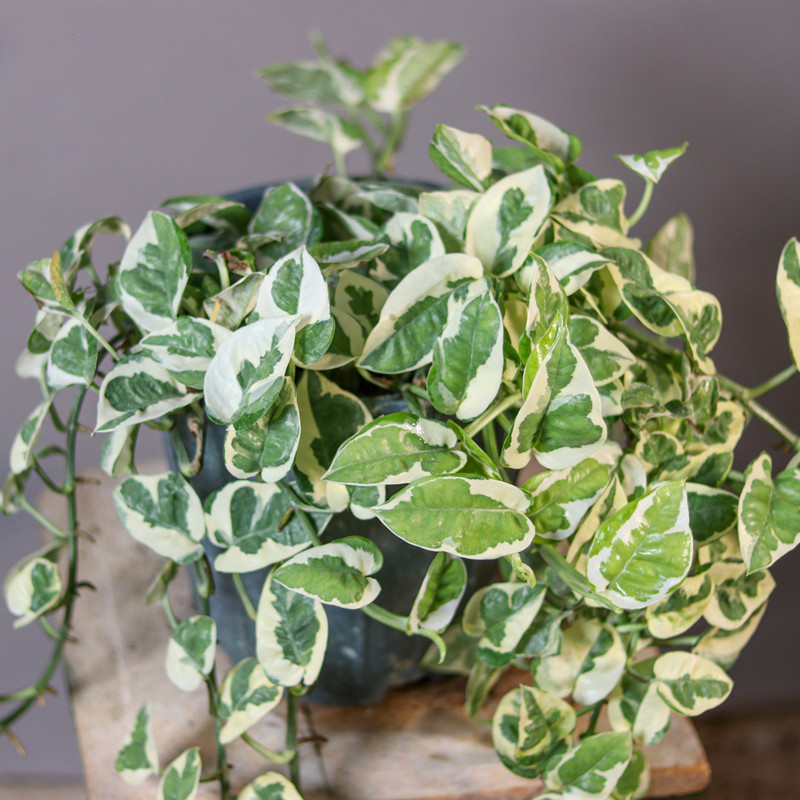 گیاه طبیعی پتوس ارتشی مدل 01