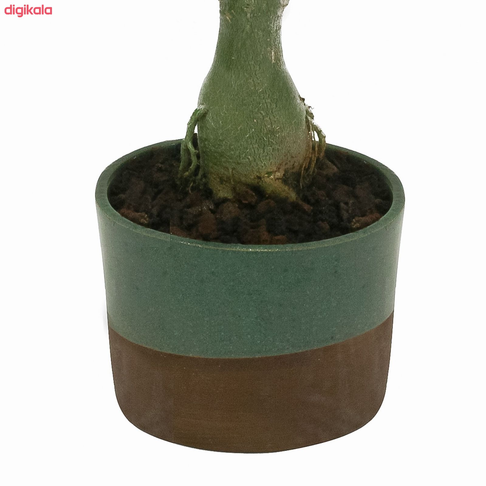 گیاه طبیعی آدنیوم عربیکوم کد A_001 main 1 2