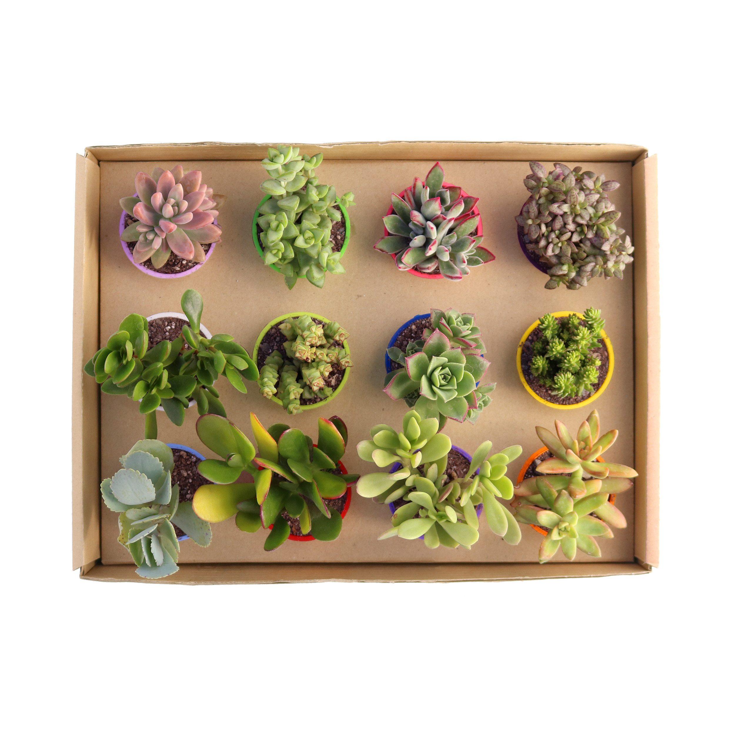 گیاه طبیعی ساکولنت آیدین کاکتوس کد CB-003 بسته 12 عددی