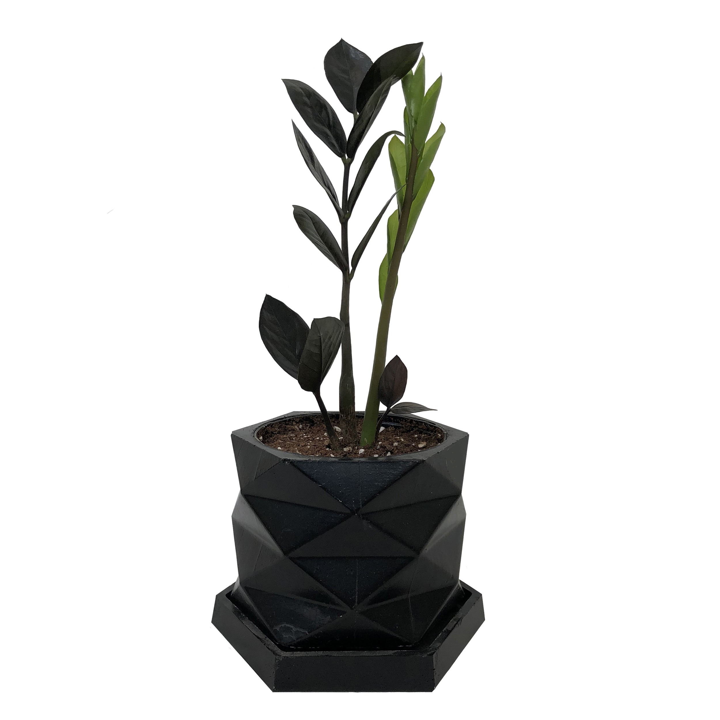 گياه طبیعی زاموفیلیا سوپربلک كد MS-04G