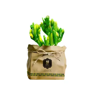 گیاه طبیعی کاکتوس نعل اسبی گلباران سبز گیلان مدل GN13-45K