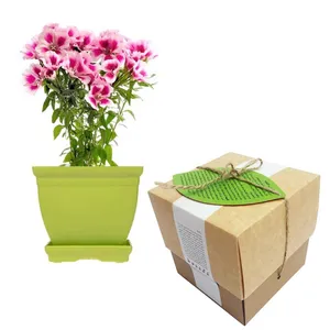 مجموعه کاشت گلدونه گل ریحانی الوان