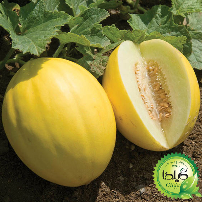 بذر خربزه کاناری گیلدا کد 753