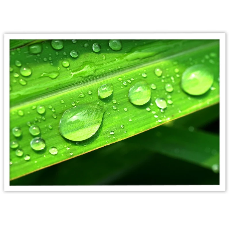 تابلو بکلیت طرح عکاسی طبیعت شبنم مدل W-10103