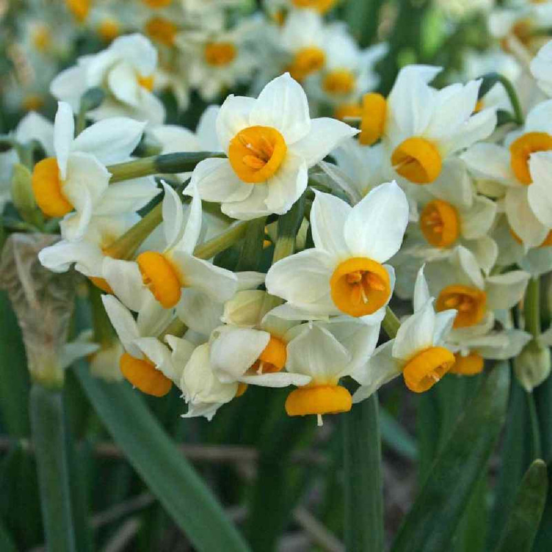 پیاز گل نرگس شیرازی معطر مدل p2 بسته 15 عددی