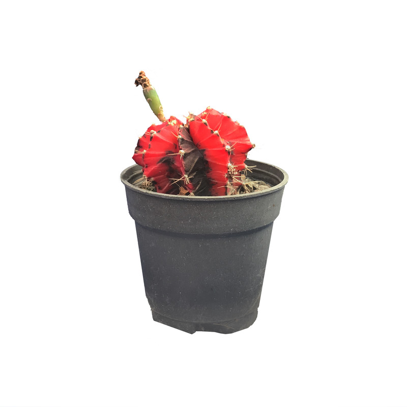 گیاه طبیعی کاکتوس ژمینو کالیسیوم ابلق مدل tt7