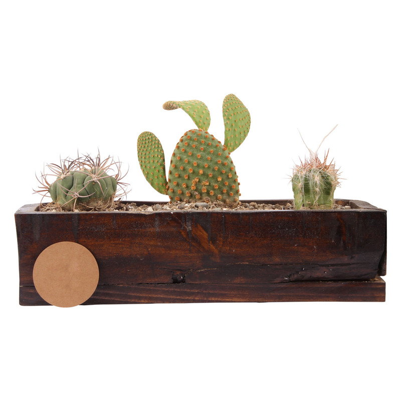 گیاه طبیعی کاکتوس مدل T60 گیاه طبیعی کاکتوس مدل T60