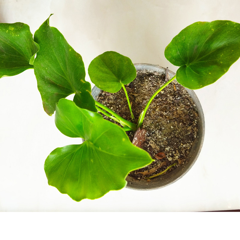 گیاه طبیعی فیلودندرون کد201- AS